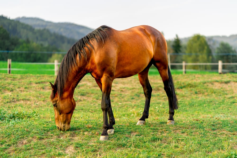 Cavalo comendo grama.