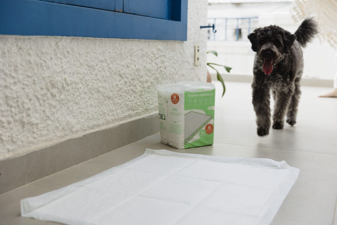 Cachorro caminhando em direção ao tapete higiênico.
