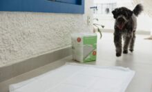 Cachorro caminhando em direção ao tapete higiênico.