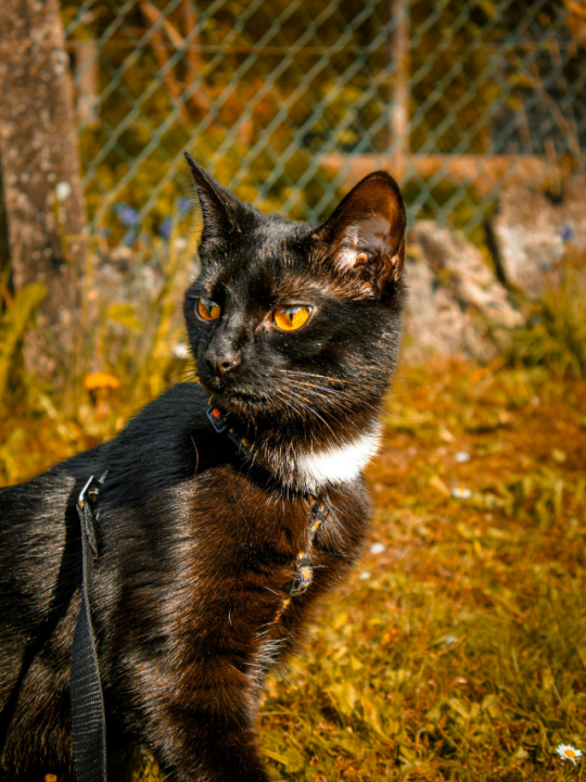 Gato preto tomando sol.