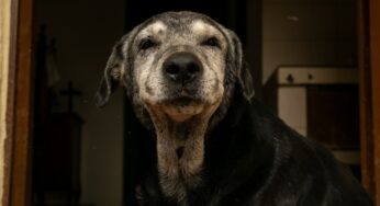 Cachorro idoso: guia definitivo de cuidados com cães mais velhos