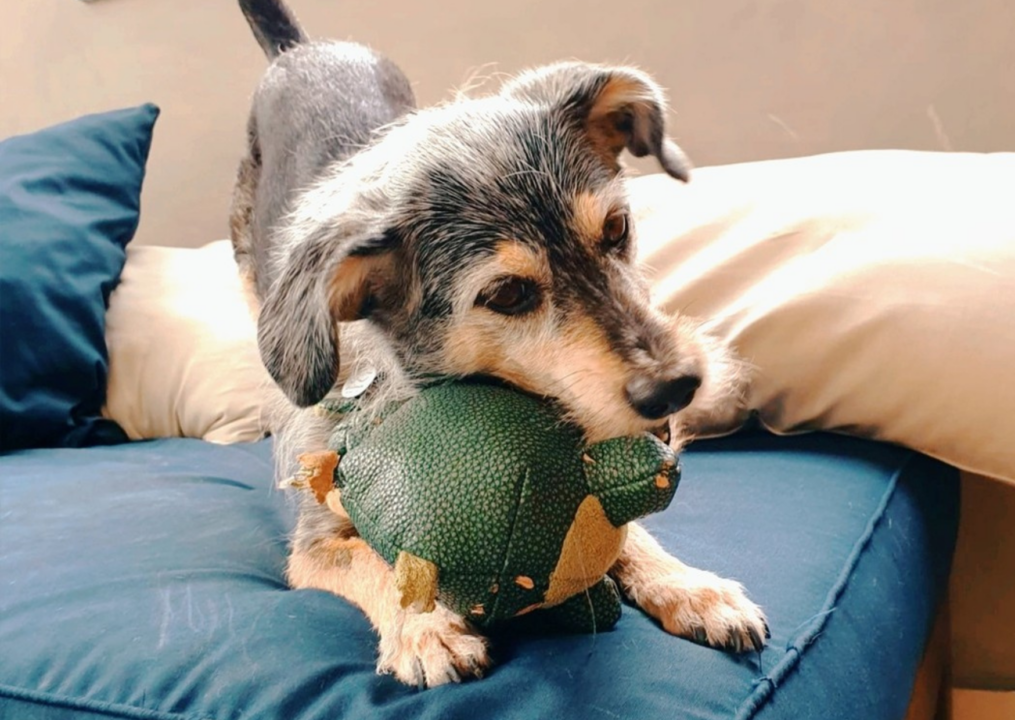 Imagem de cachorro brincando com brinquedo