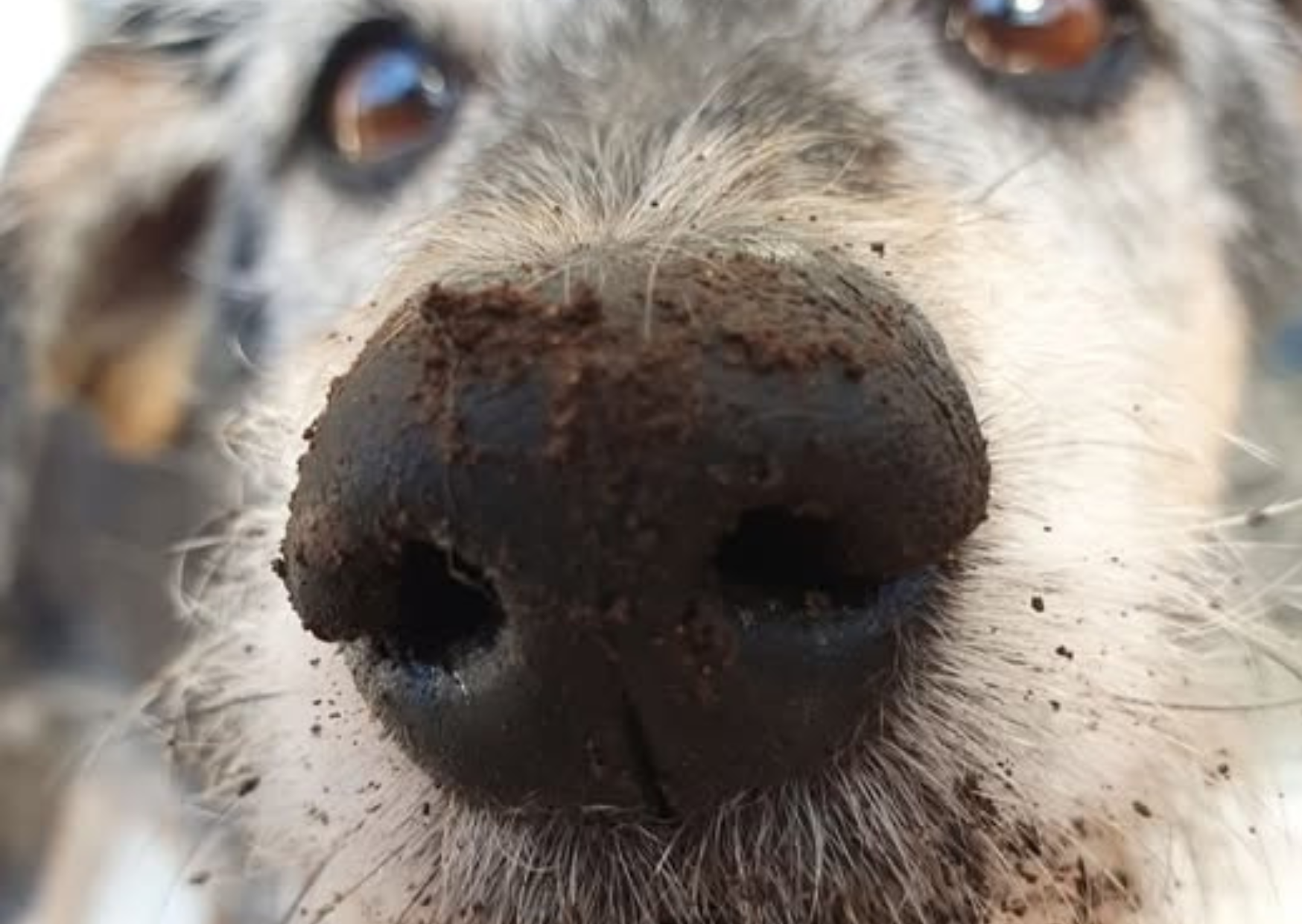 Imagem de cachorro