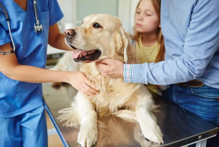 Golden sendo examinado pela veterinária.