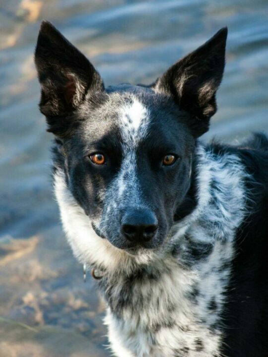 Imagem de um cachorro preto e branco