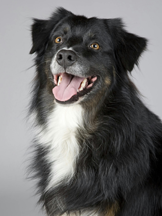 Cachorro de pelo preto e branco na parte do peito.
