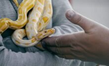 Mão embaixo do rosto de uma cobra branca e amarela.