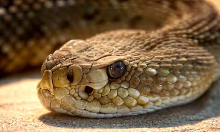 Rosto de cobra.