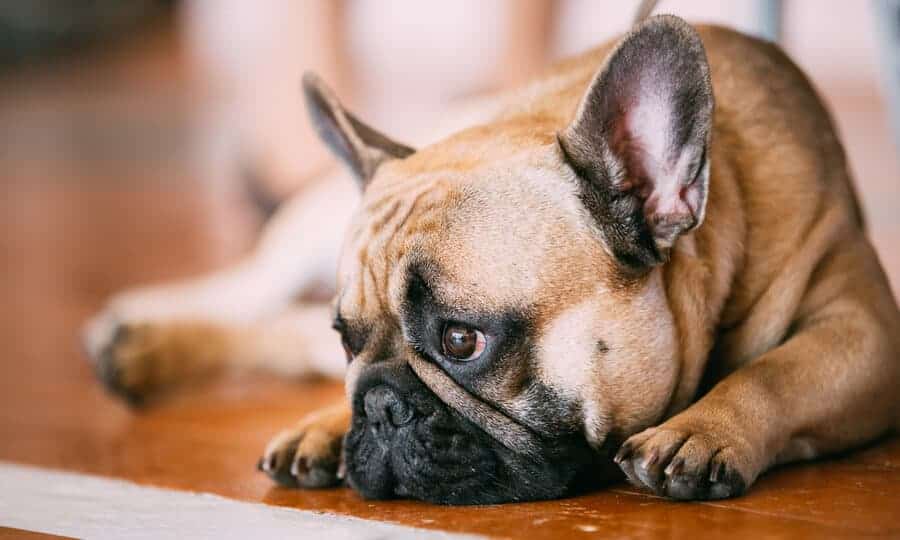 Buldogue deitado em chão de madeira.