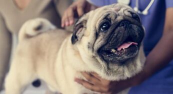 TVT em cães: conheça o tumor venéreo transmissível
