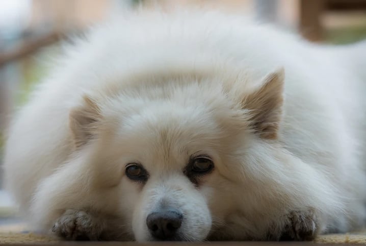 Cachorro peludo branco deitado.