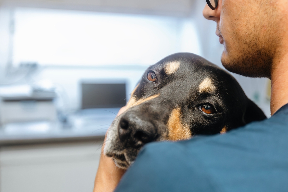 Cachorro preto com manchas marrons no rosto, encostado no veterinário.