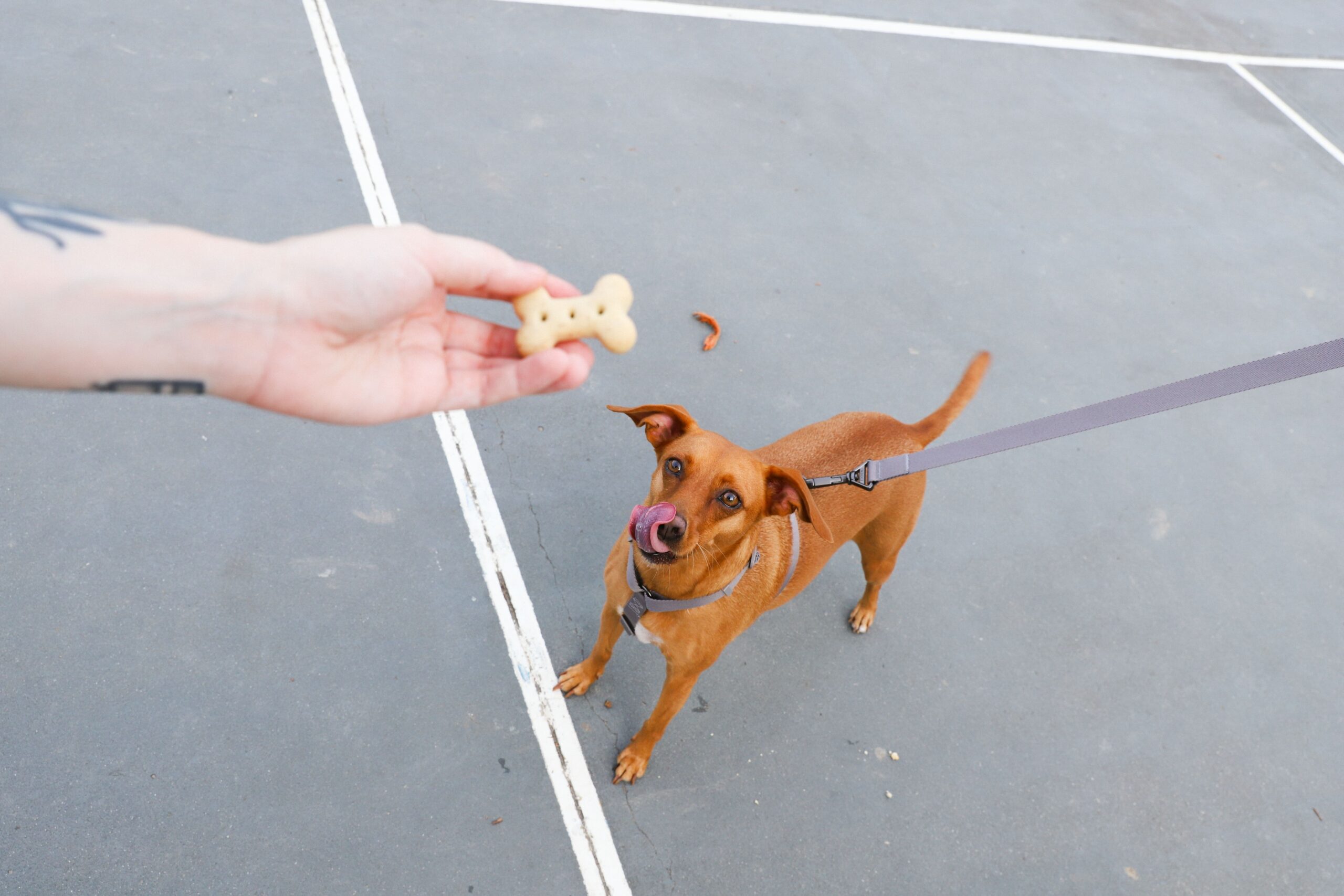 Imagem de cachorro