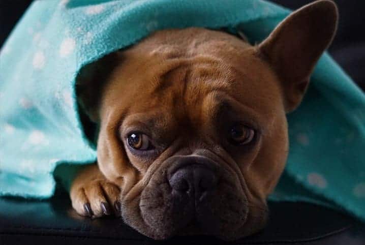 Cachorro buldogue deitado e coberto com manta azul.