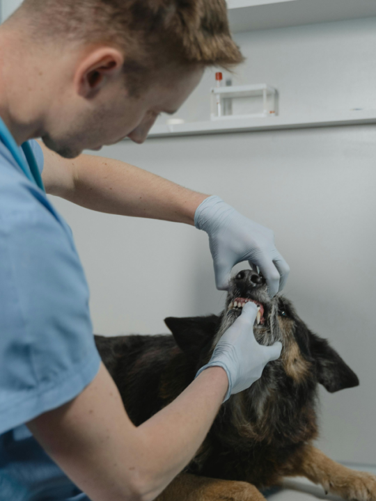 Veterinário examinando um cachorro SRD.