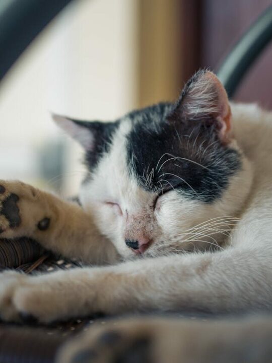 agosto-verde-claro-capa