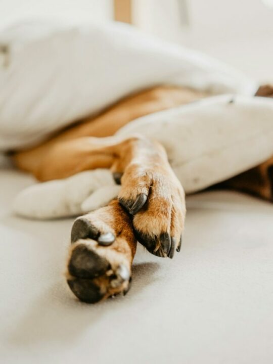 patas-de-cachorro-capa