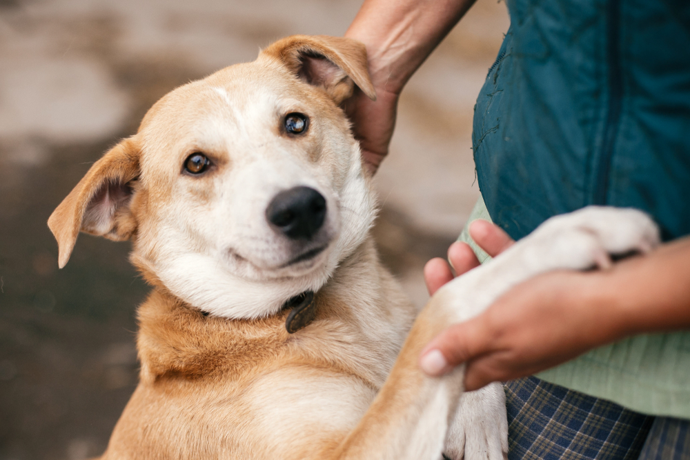 Cachorro SRD dando a pata para um homem e recebendo carinho na cabeça.