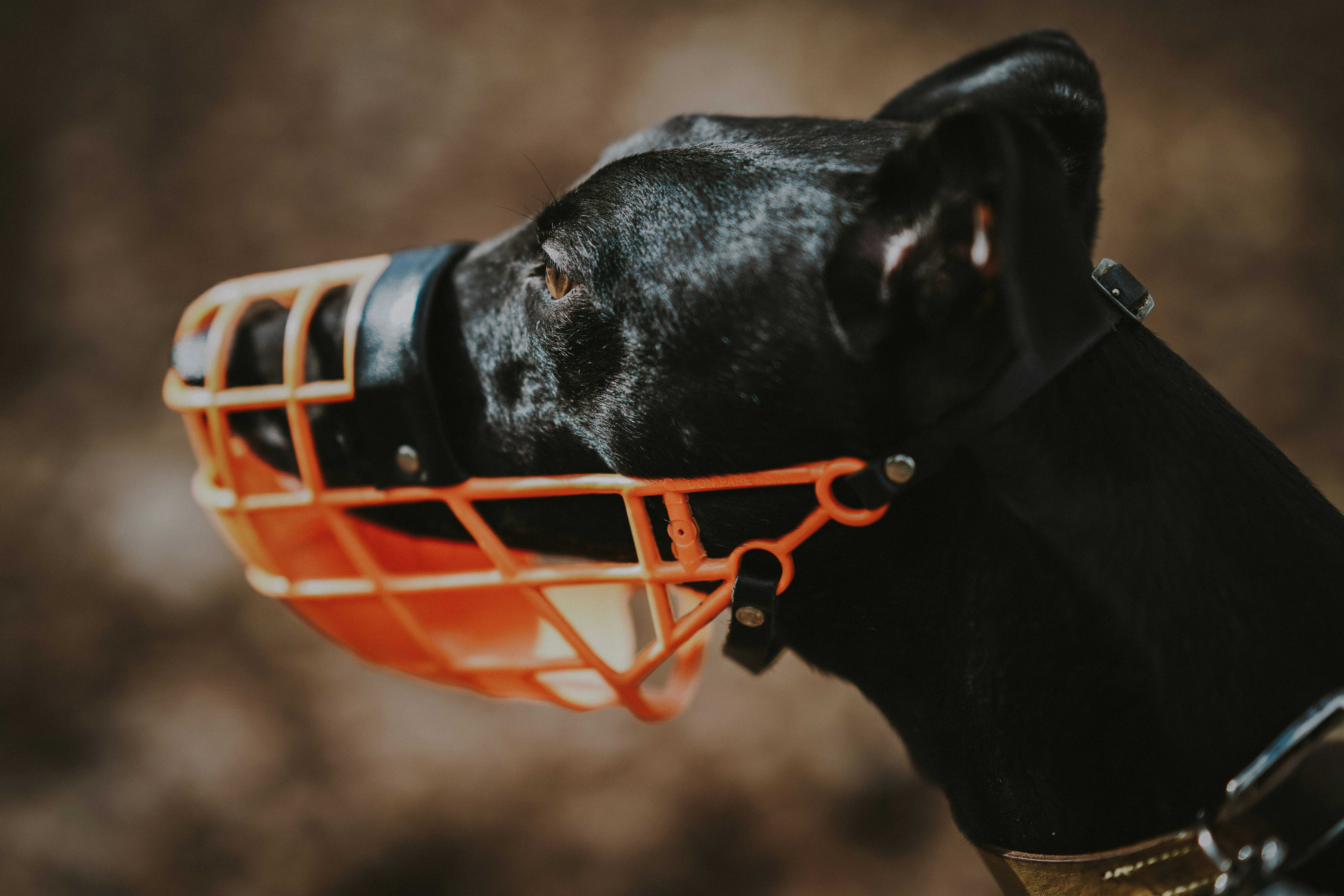 Imagem de cachorro com focinheira