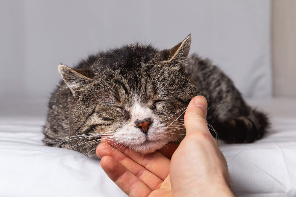Gato deitado, de olhos fechados, e recebendo carinho.