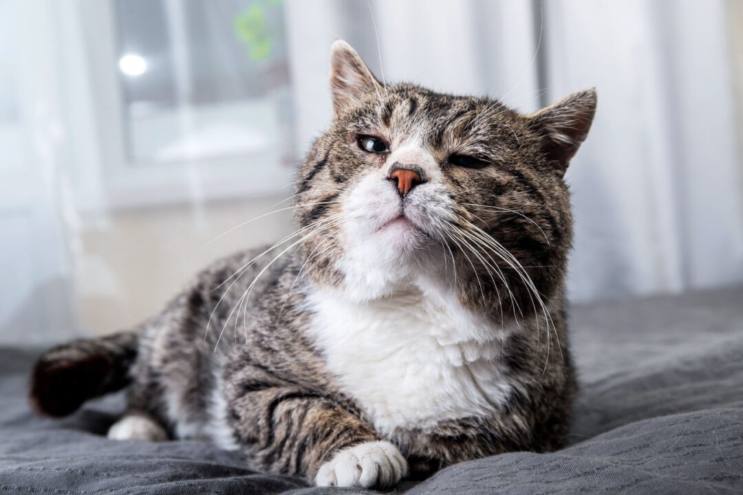Gato tigrado deitado.
