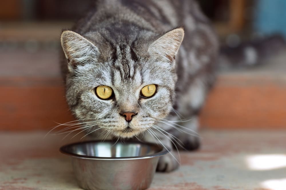 Gato perto do comedouro de inox.