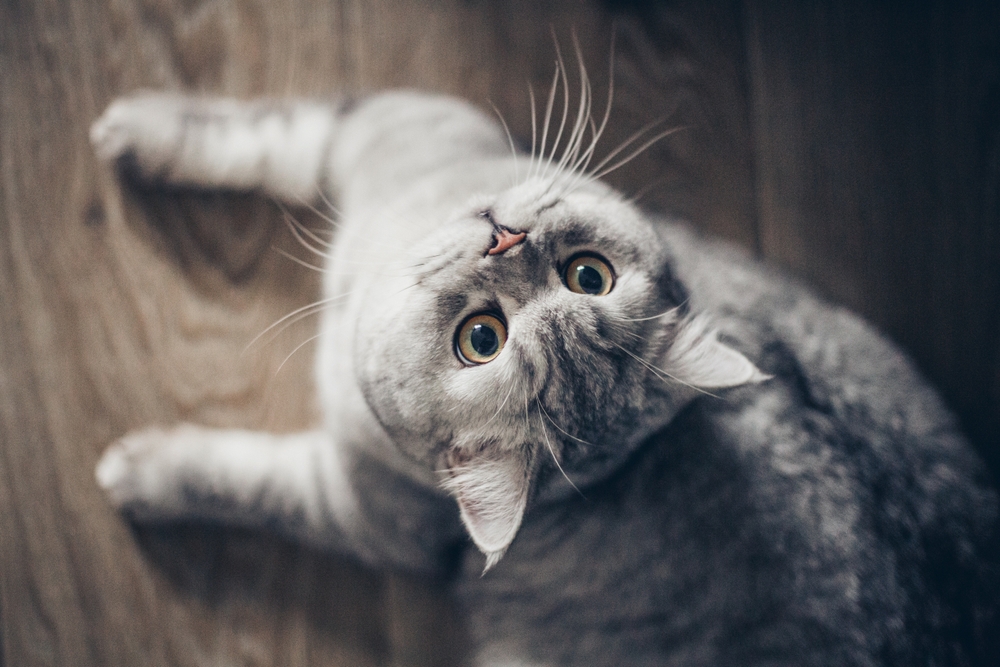 Gato cinza olhando para cima enquanto está deitado no chão de taco.