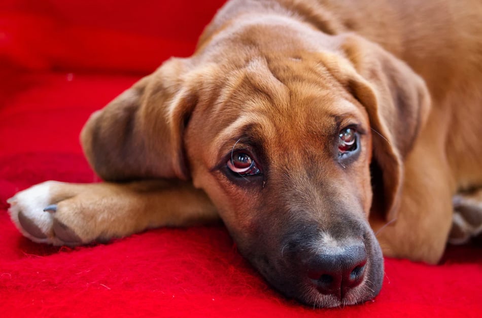 Cachorro deitado em sofá vermelho.