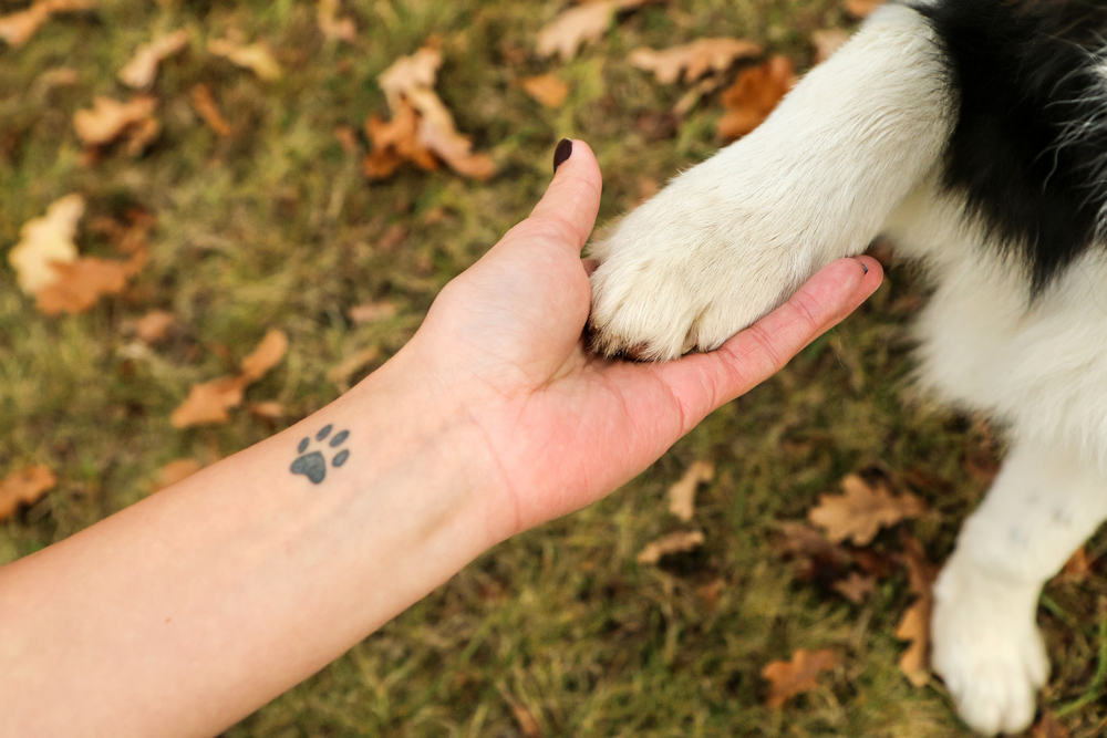 Tutora segurando a pata de um cachorro com pelo branco.