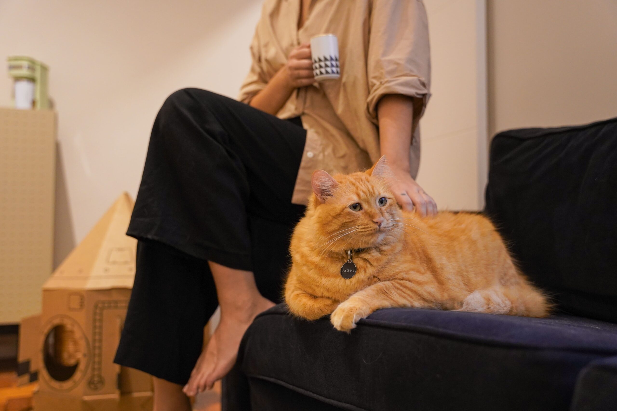 Gato laranja deitado no sofá, ao lado da tutora.