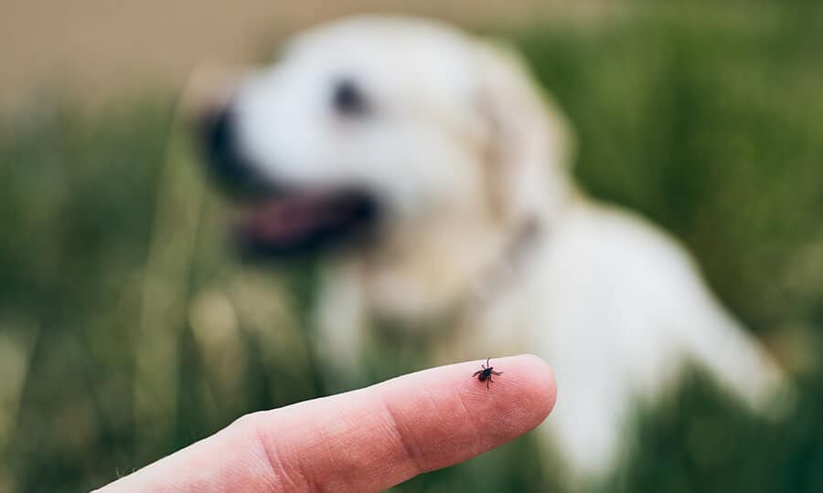 Pulga no dedo e, ao fundo, cachorro labrador.