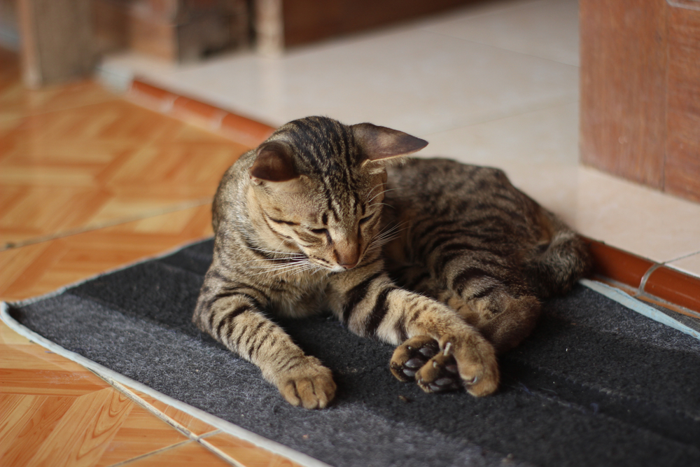 pet com dor2