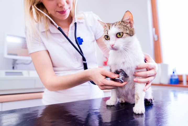 Gato sendo examinado por veterinária.