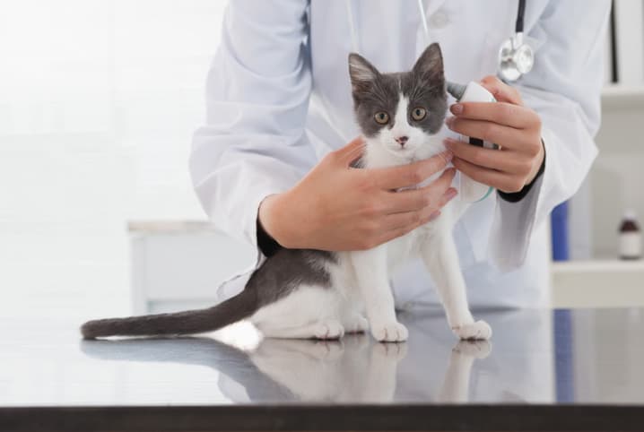 Gato filhote sendo examinado. 