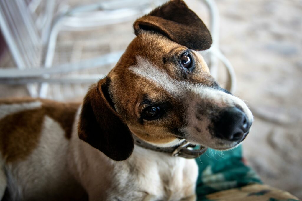 Imagem de cachorro