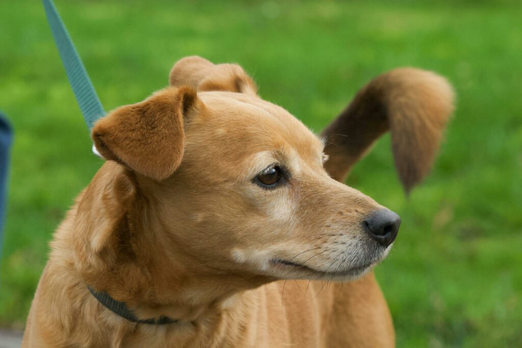 Imagem de cachorro