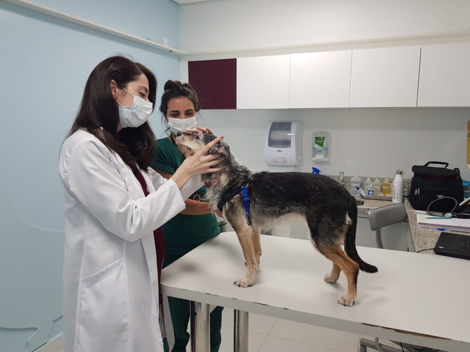 Veterinárias examinando o cachorro SRD.