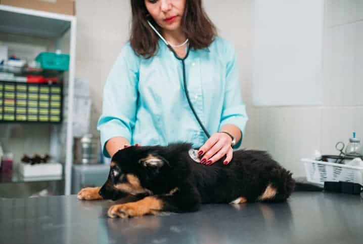 Veterinária examinando cachorro filhote preto.