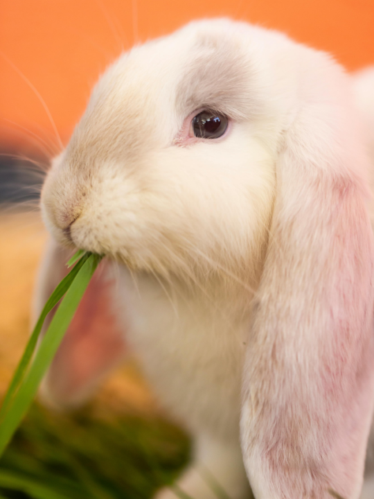 Coelho com orelhas para baixo, comendo grama.