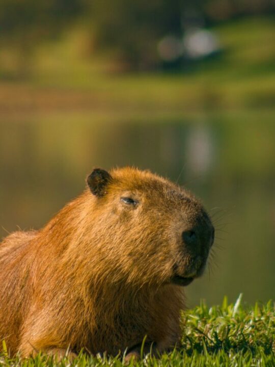 Imagem de capivara
