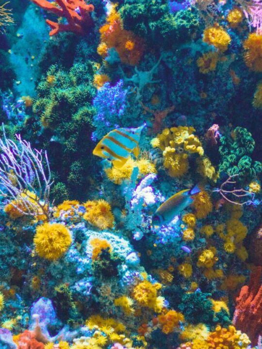 dia-do-aquarismo-capa