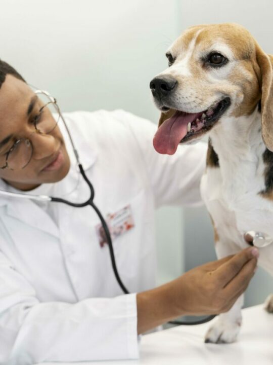 setembro-vermelho-capa