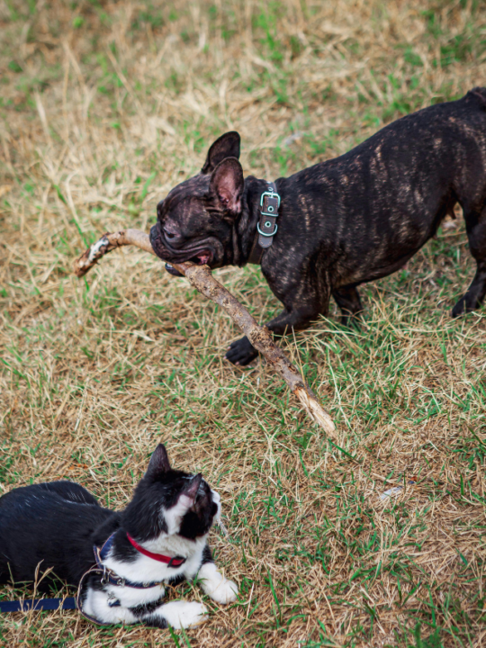Cachorro carregando um galho perto de um gato.