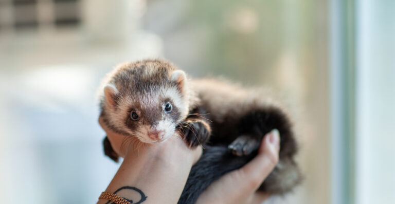Ferret: guia completo de cuidados com o pet