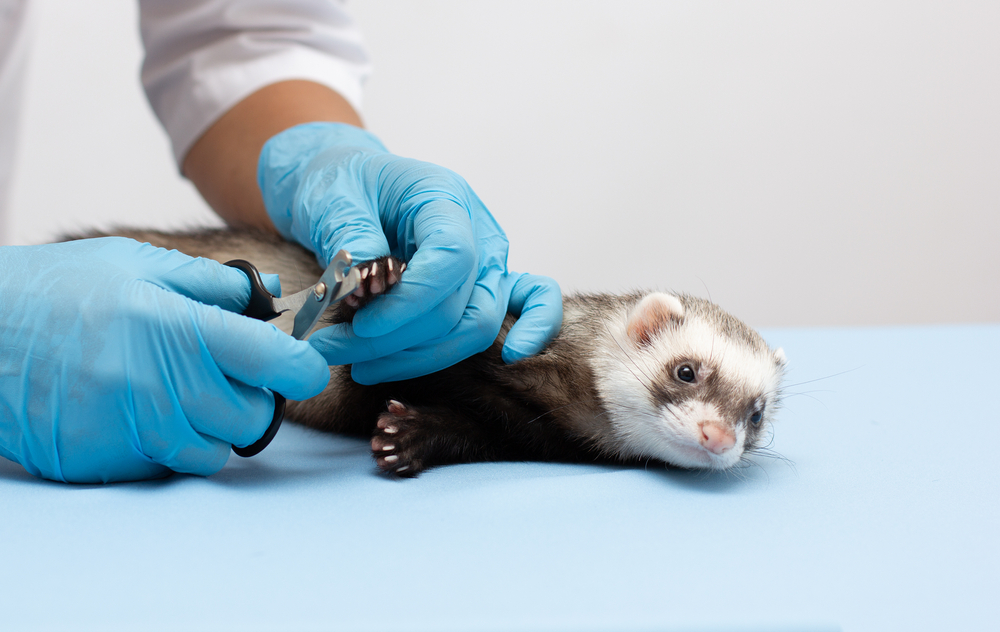 ferret guia3