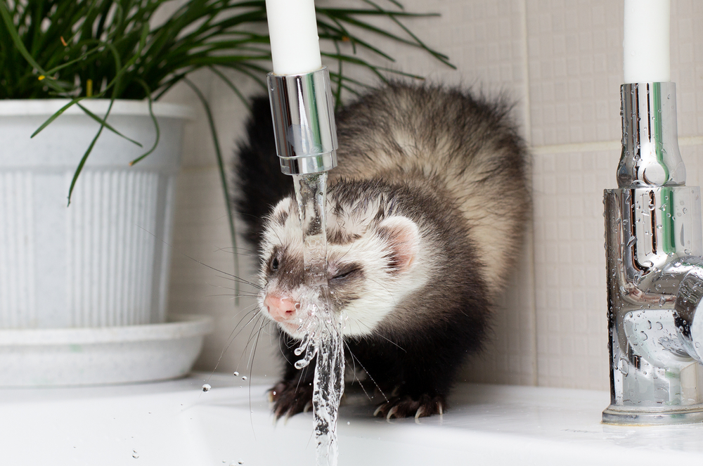 ferret guia4