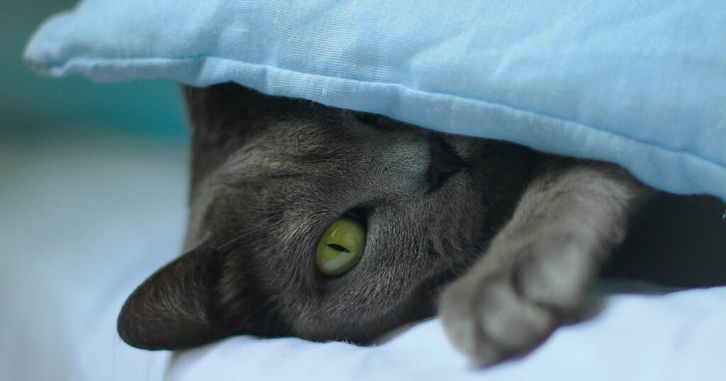 Imagem de gato azul russo