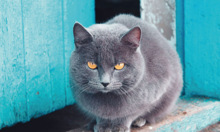 Imagem de gato azul russo
