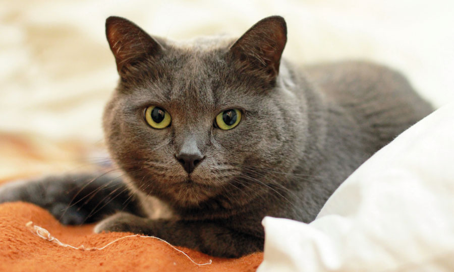 Imagem de gato azul russo