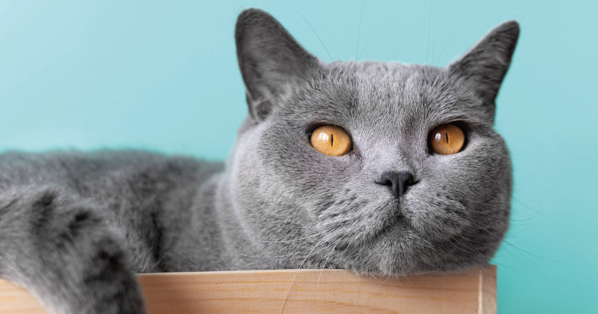 gato azul russo topo